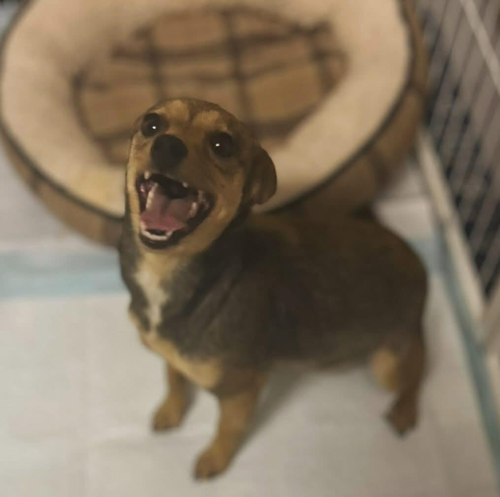 Gretta, a ADOPTABLE mixed breed in West Falls, NY image 2/3