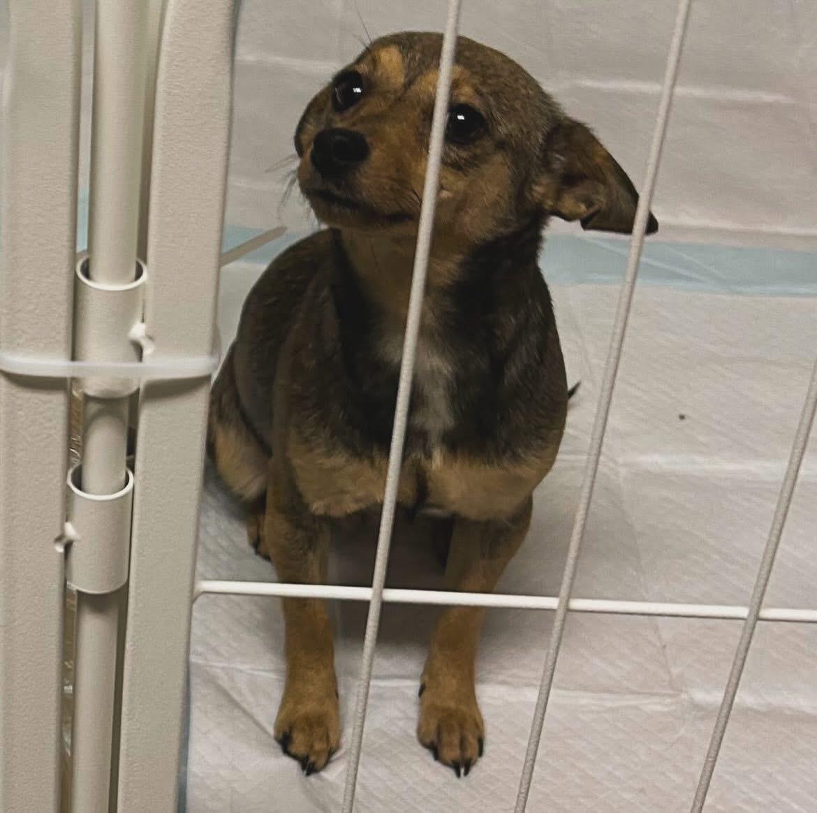Gretta, a ADOPTABLE mixed breed in West Falls, NY image 3/3