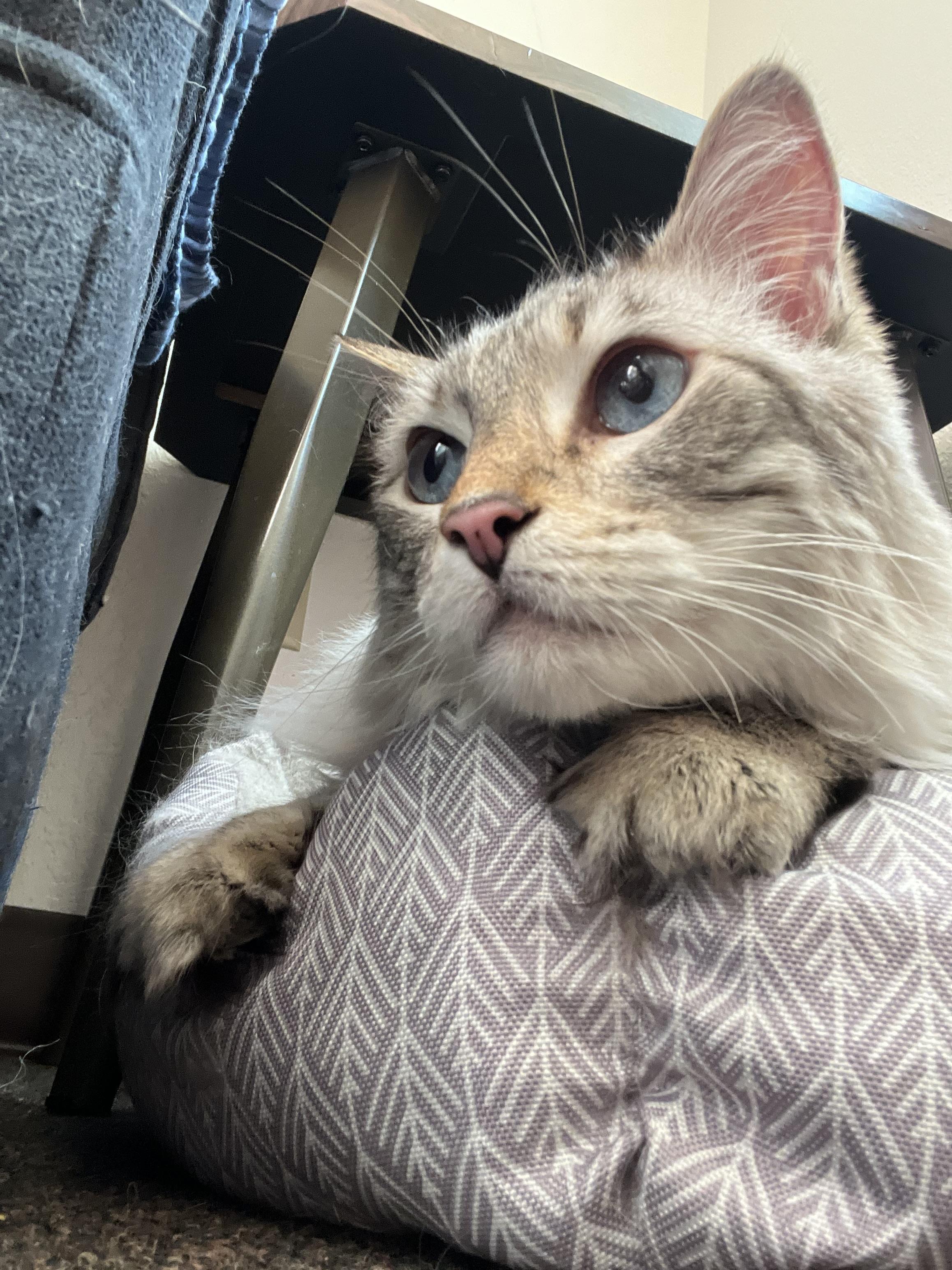Echo, an adoptable Ragdoll in Anchorage, AK, 99518 | Photo Image 2