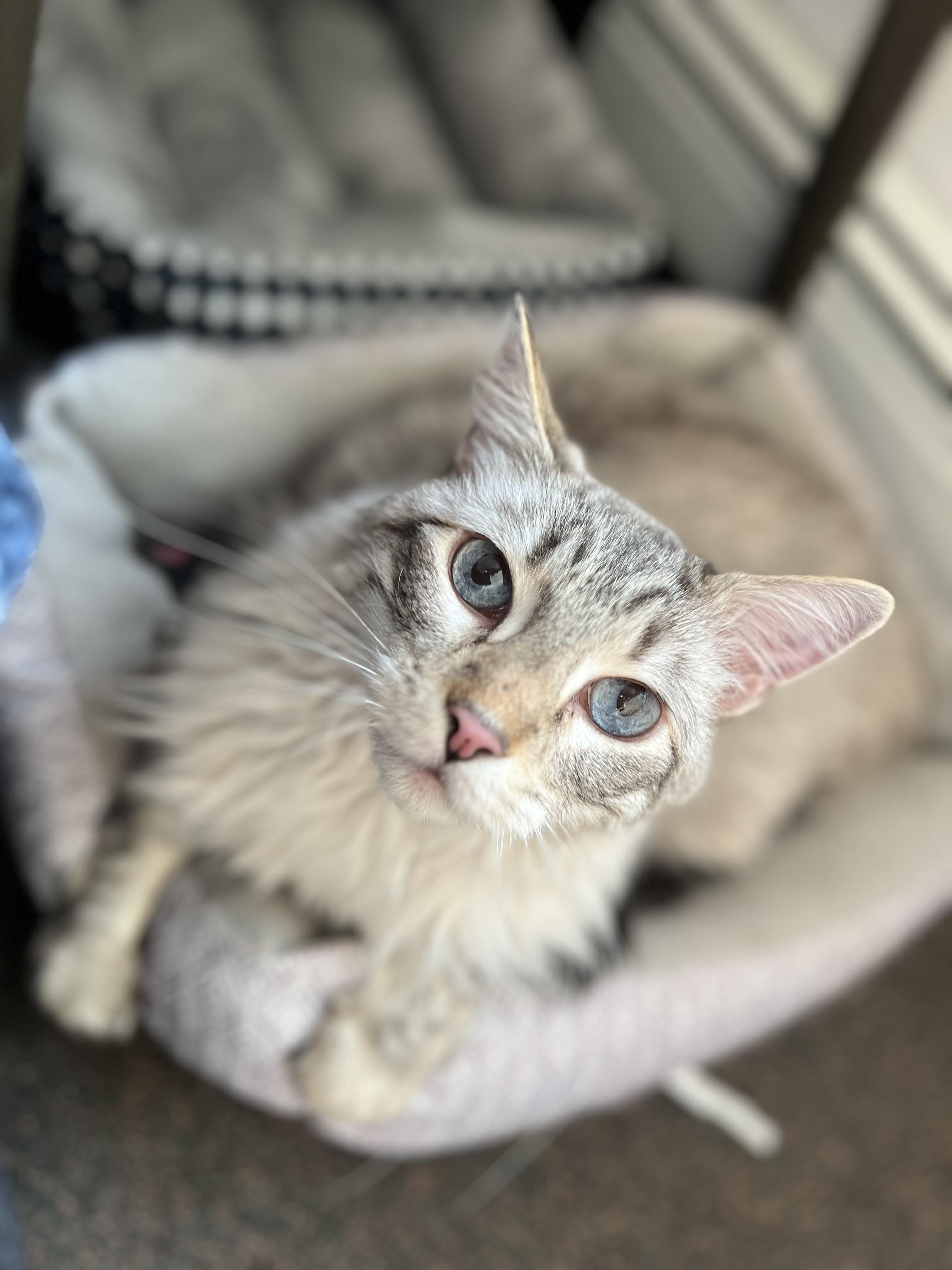 Echo, an adoptable Ragdoll in Anchorage, AK, 99518 | Photo Image 1