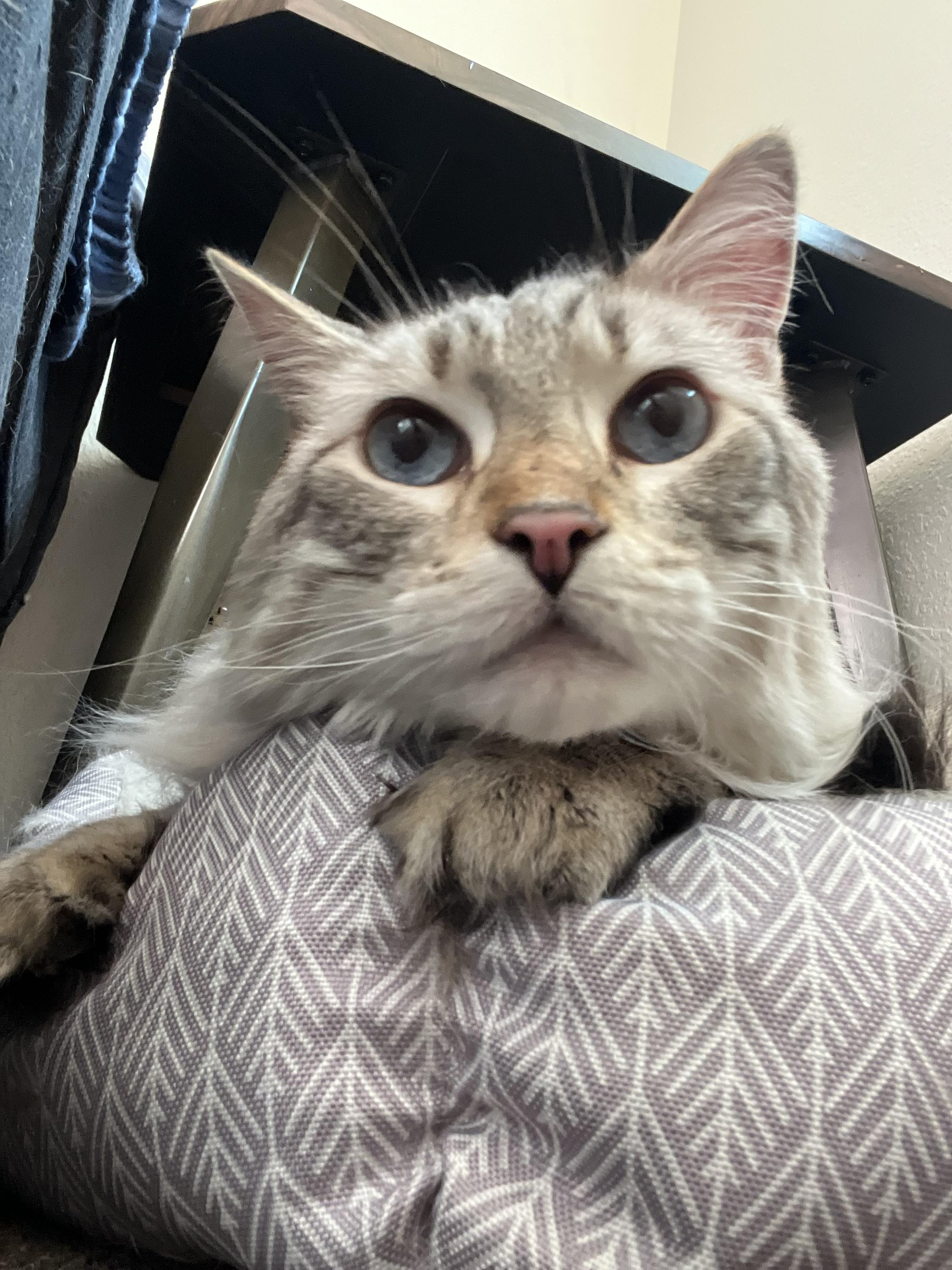 Echo, an adoptable Ragdoll in Anchorage, AK, 99518 | Photo Image 3
