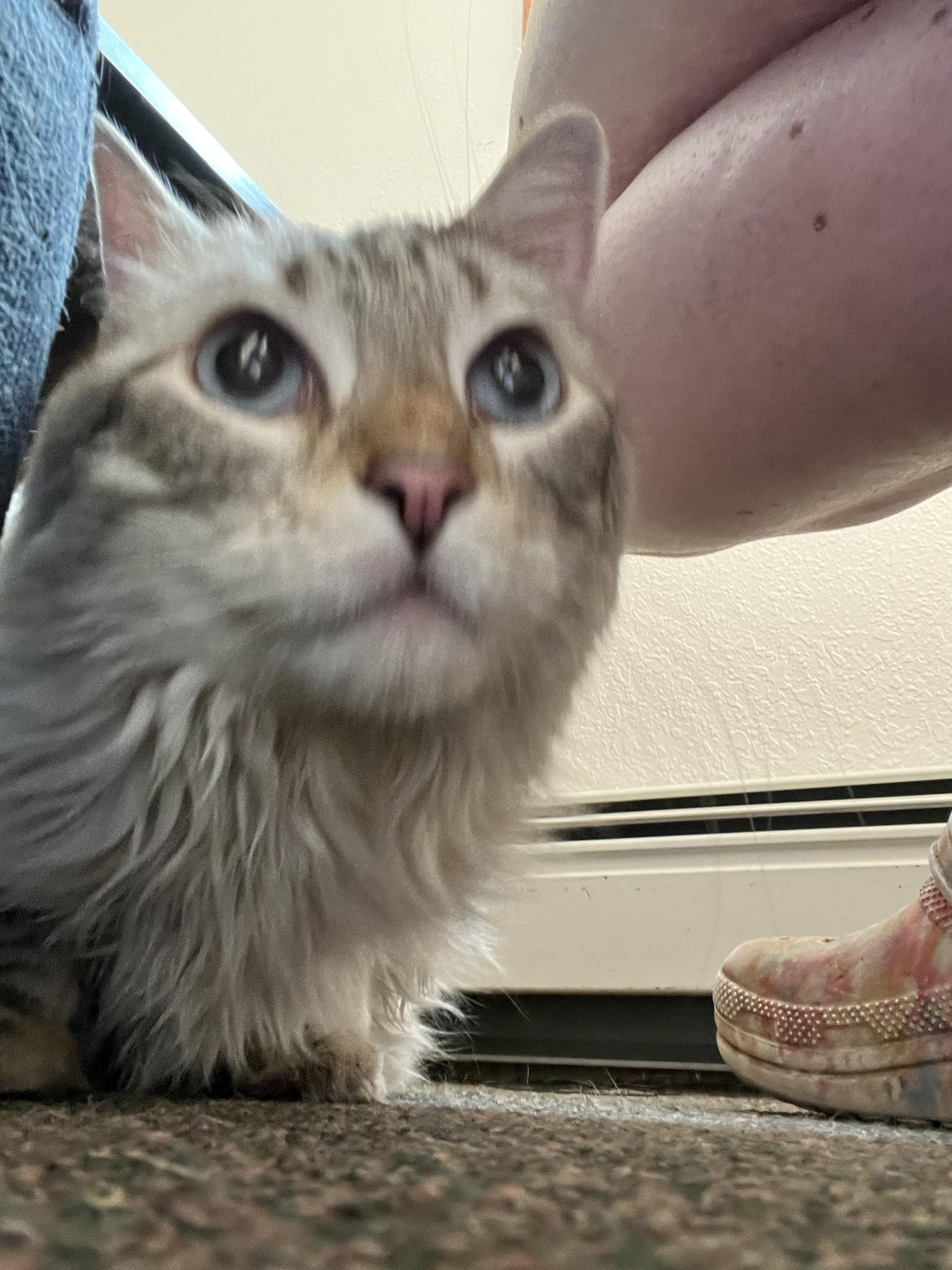 Echo, an adoptable Ragdoll in Anchorage, AK, 99518 | Photo Image 4