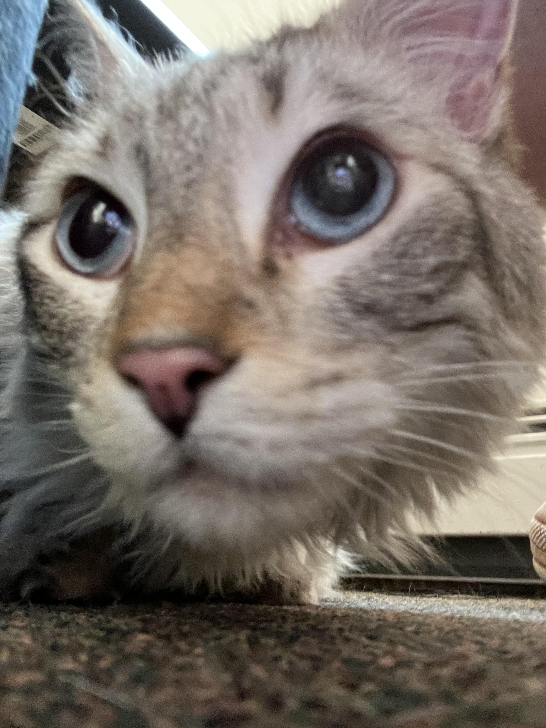 Echo, an adoptable Ragdoll in Anchorage, AK, 99518 | Photo Image 5