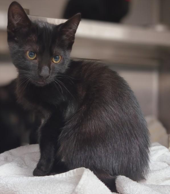 Enlarge MOE, a Adoptable Domestic Short Hair in Chatsworth, CA image 1/1