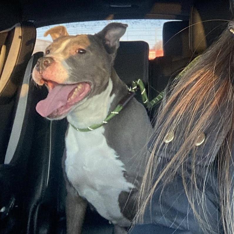 Pearl, Adoptable, Senior Female Pit Bull Terrier.