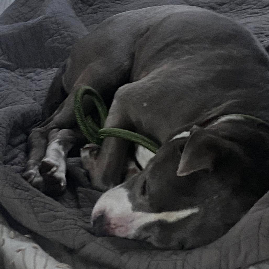 Pearl, a Adoptable Pit Bull Terrier in Tunkhannock, PA image 2/3