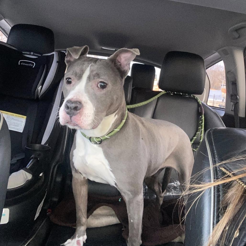 Pearl, a Adoptable Pit Bull Terrier in Tunkhannock, PA image 3/3