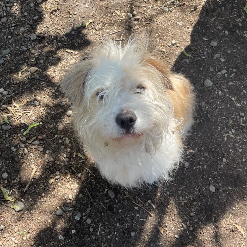 Spritz, a Adoptable mixed breed in Spokane, WA image 2/6