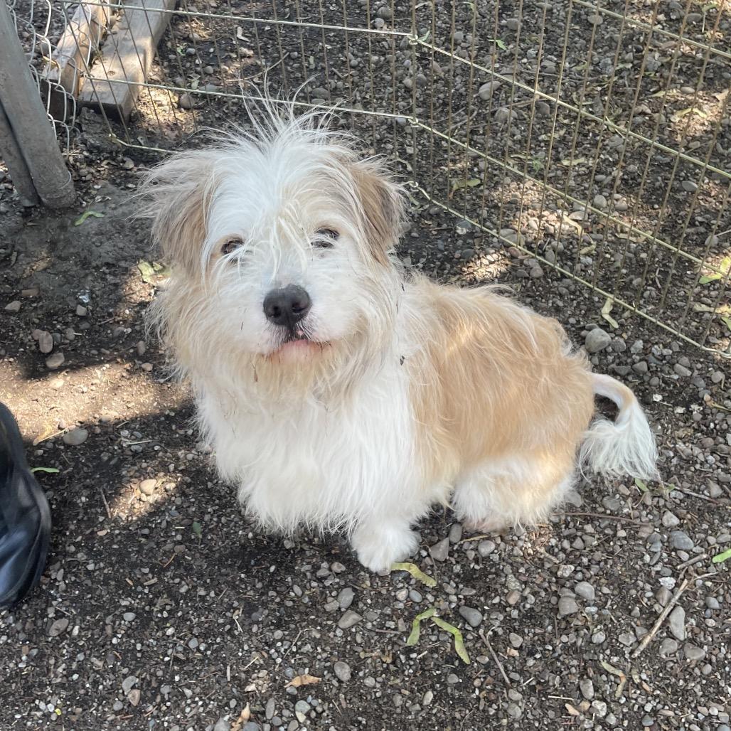 Spritz, a Adoptable mixed breed in Spokane, WA image 4/6