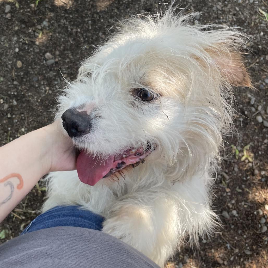 Spritz, a Adoptable mixed breed in Spokane, WA image 5/6