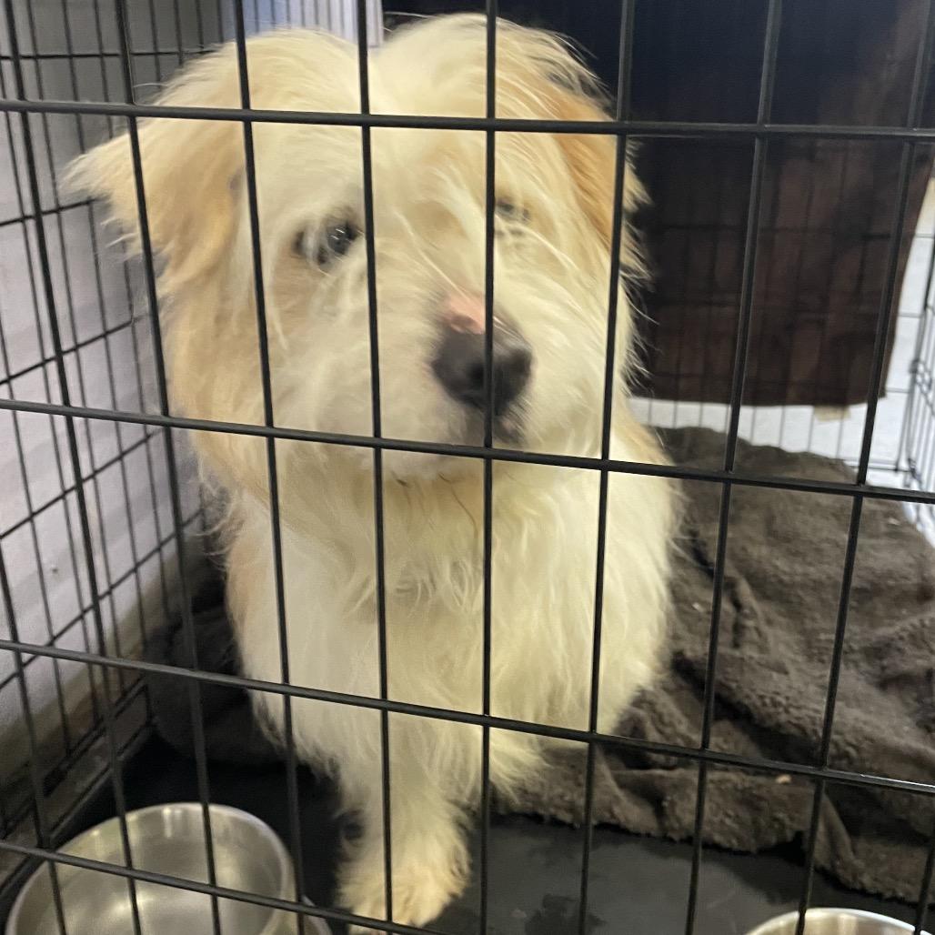 Spritz, a Adoptable mixed breed in Spokane, WA image 6/6