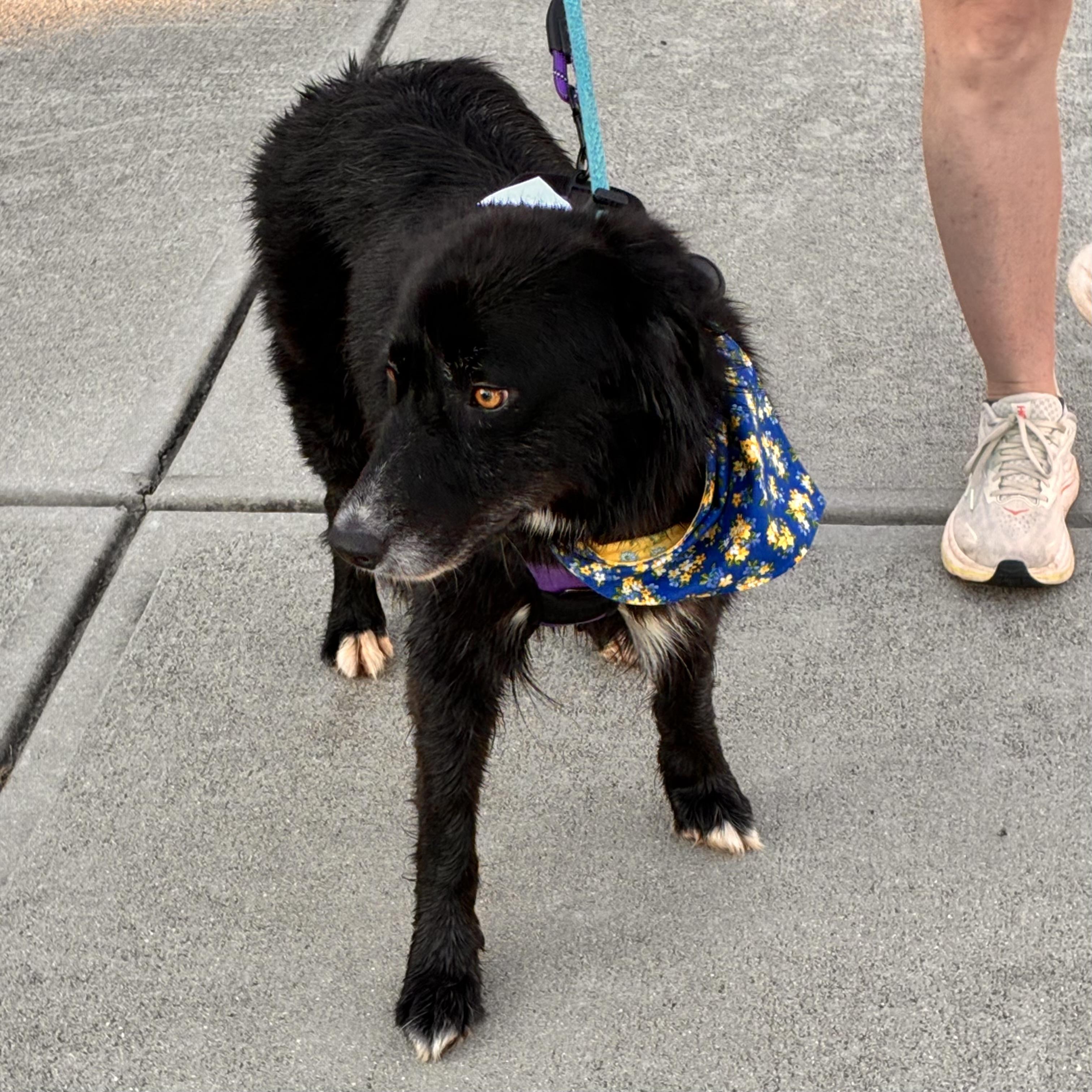 Enlarge Shade, a Adoptable mixed breed in Columbia, SC image 2/6