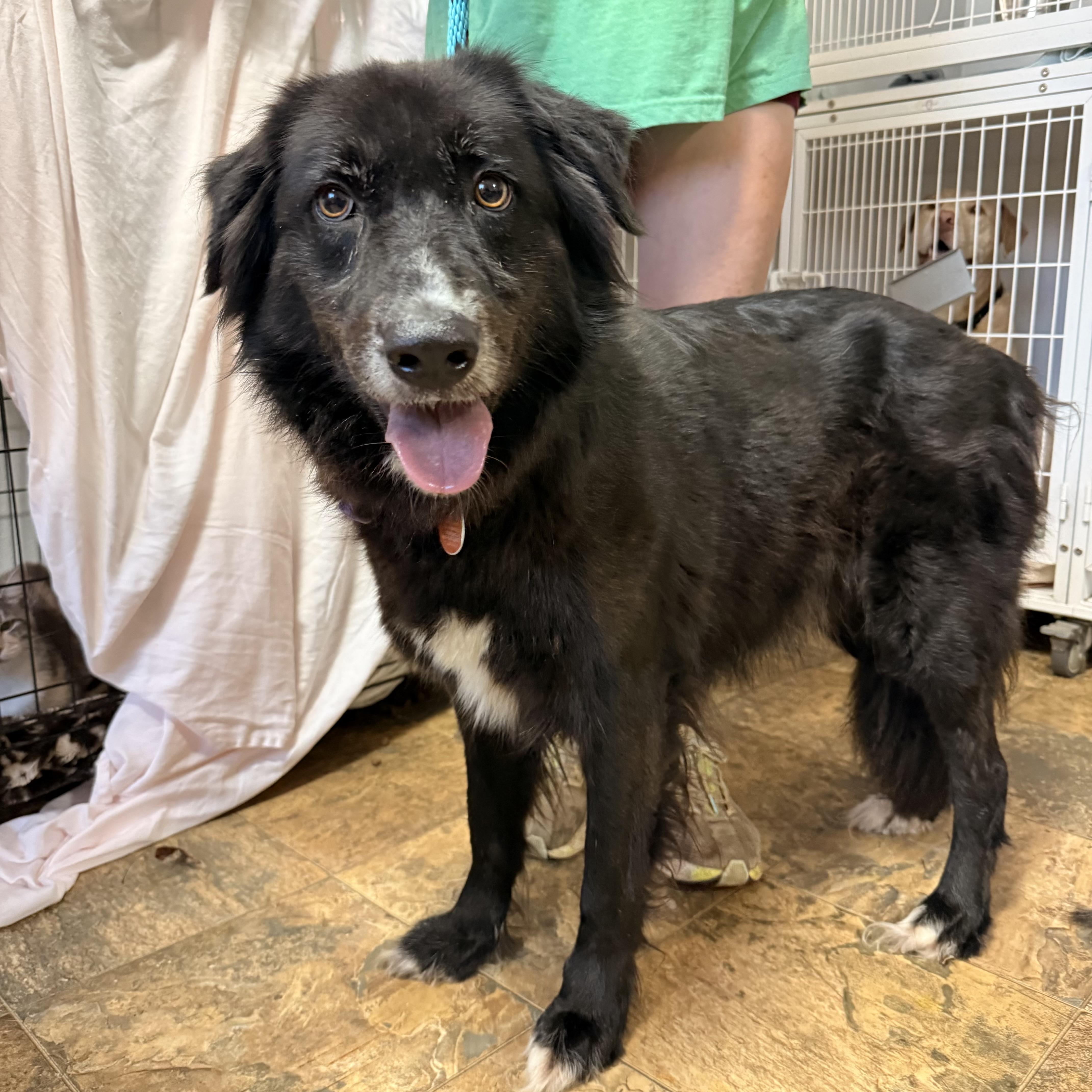 Enlarge Shade, a Adoptable mixed breed in Columbia, SC image 4/6