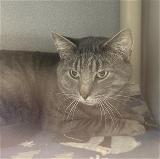 SPICY MAC, Adoptable, Young Male Domestic Short Hair.