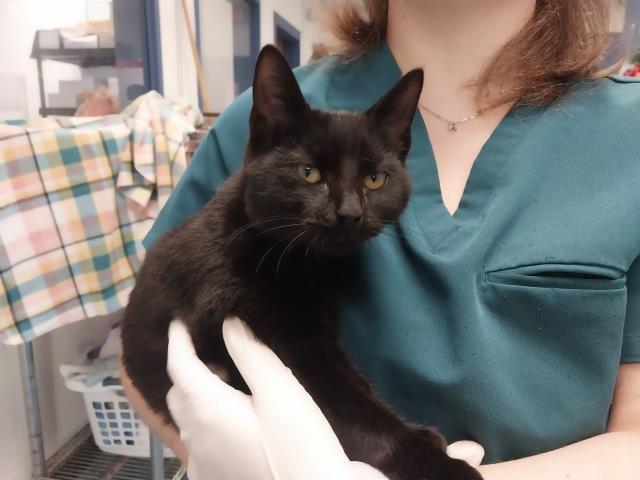 Enlarge ASTRA, a Adoptable Domestic Short Hair in Pensacola, FL image 1/1