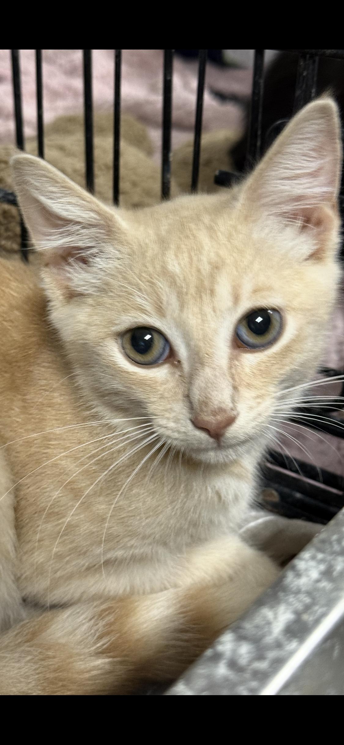 Enlarge Foxtrot, a Adoptable Domestic Short Hair in New Port Richey, FL image 1/3