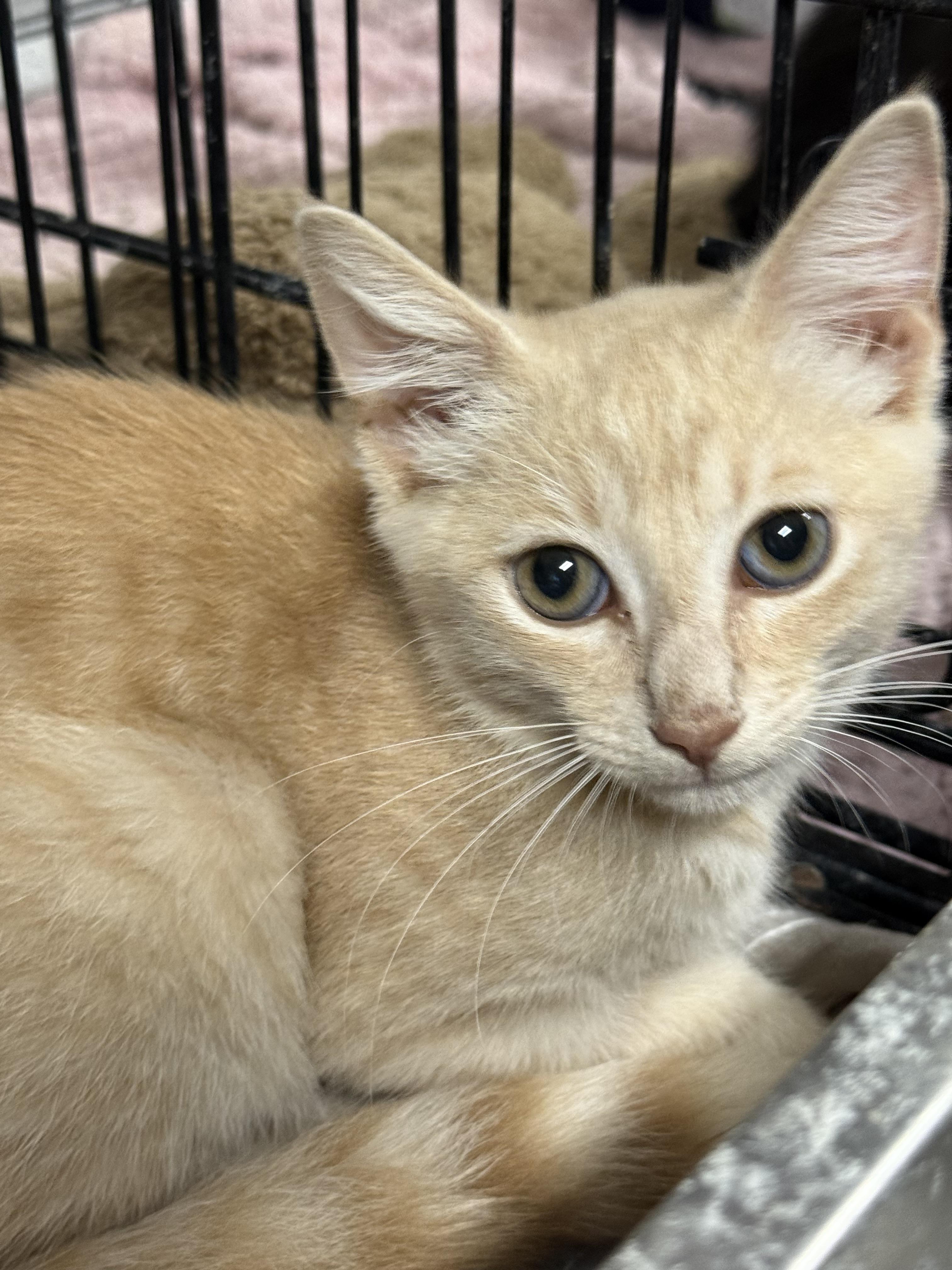 Enlarge Foxtrot, a Adoptable Domestic Short Hair in New Port Richey, FL image 2/3