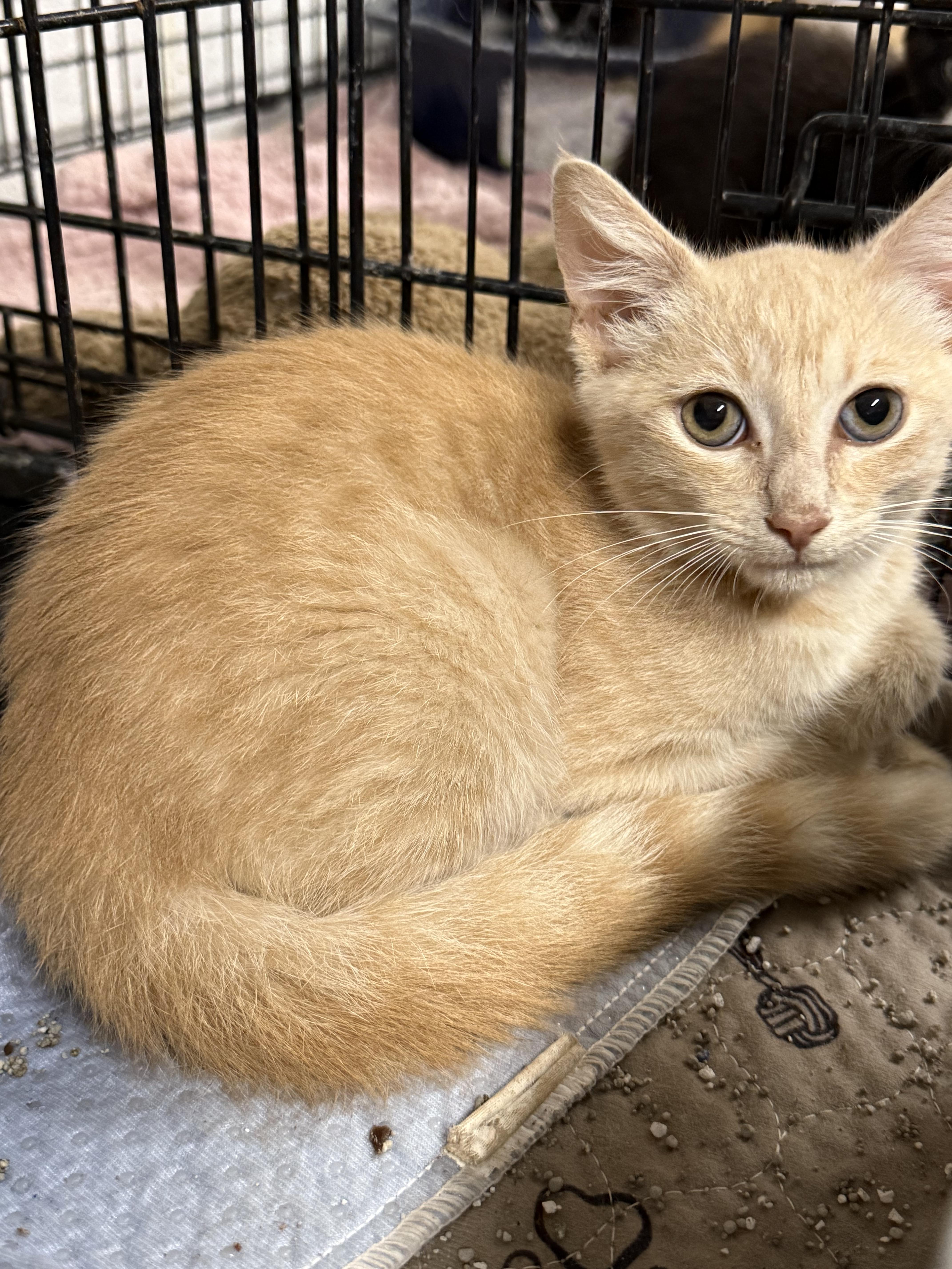 Foxtrot, Adoptable, Kitten Male Domestic Short Hair.