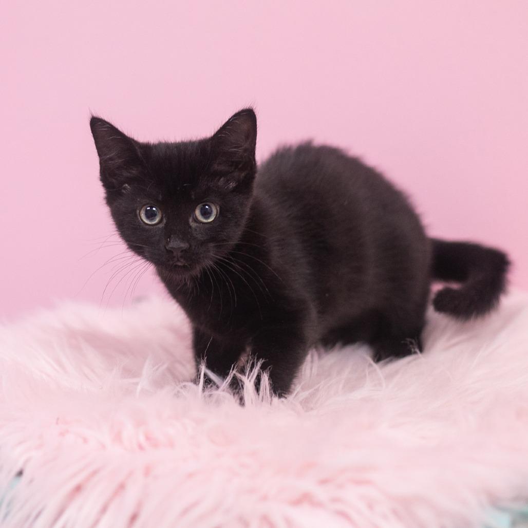 Enlarge Camilla, a Adoptable Domestic Short Hair in St. Augustine, FL image 1/3