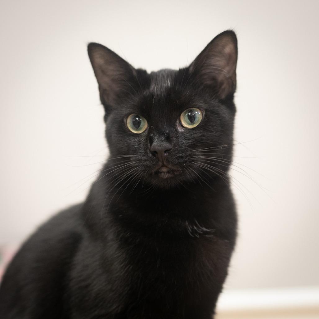 Enlarge Camilla, a Adoptable Domestic Short Hair in Ponte Vedra, FL image 2/5