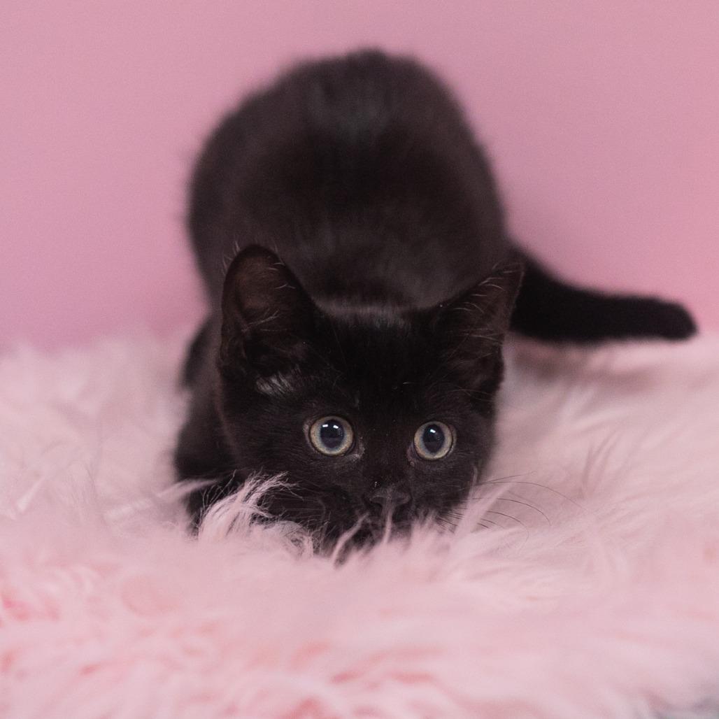 Enlarge Camilla, a Adoptable Domestic Short Hair in St. Augustine, FL image 2/3