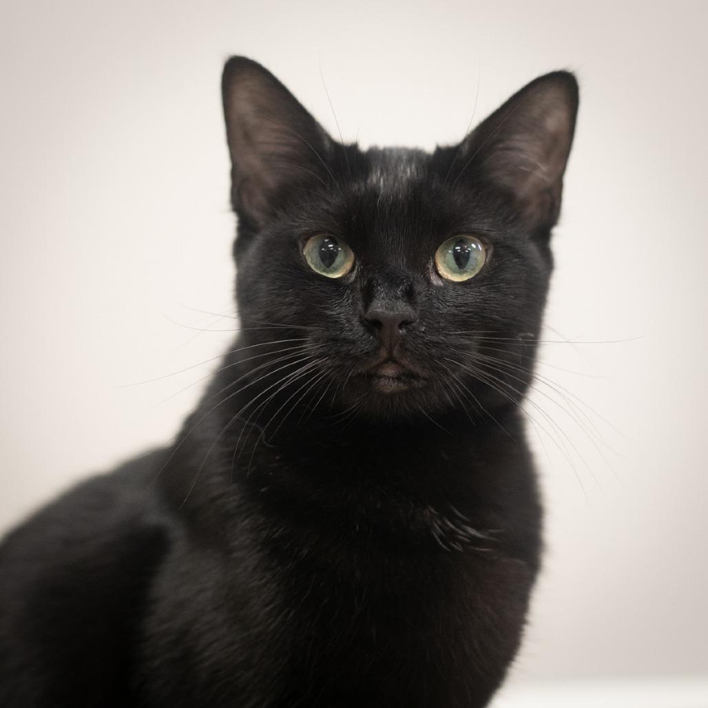 Enlarge Camilla, a Adoptable Domestic Short Hair in Ponte Vedra, FL image 3/5