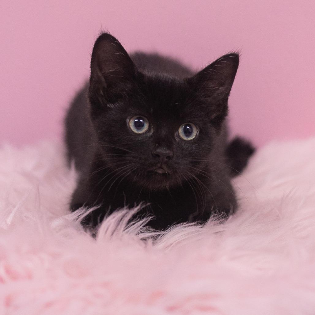 Enlarge Camilla, a Adoptable Domestic Short Hair in St. Augustine, FL image 3/3