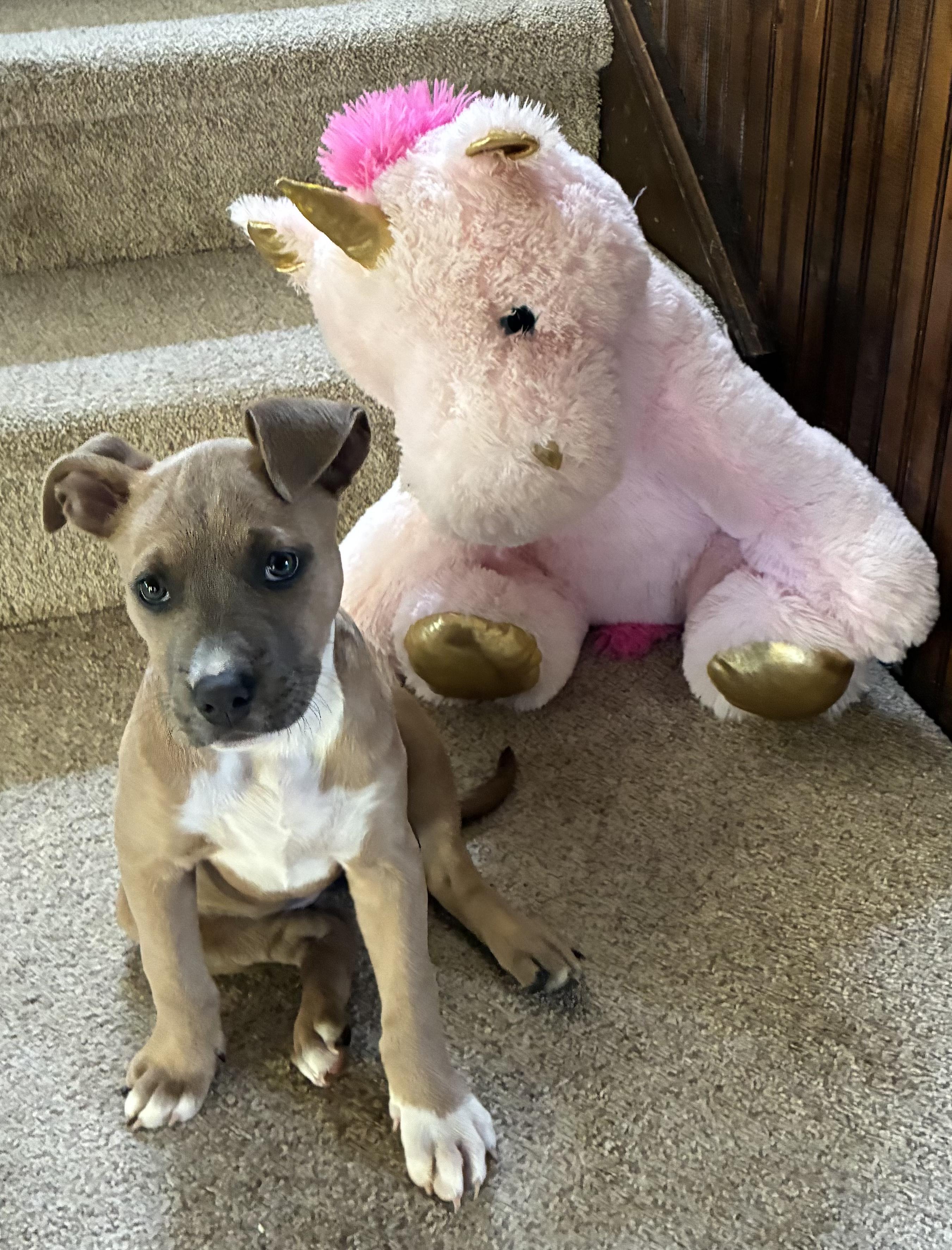 Enlarge Piper, a ADOPTABLE mixed breed in Fort Collins, CO image 4/6