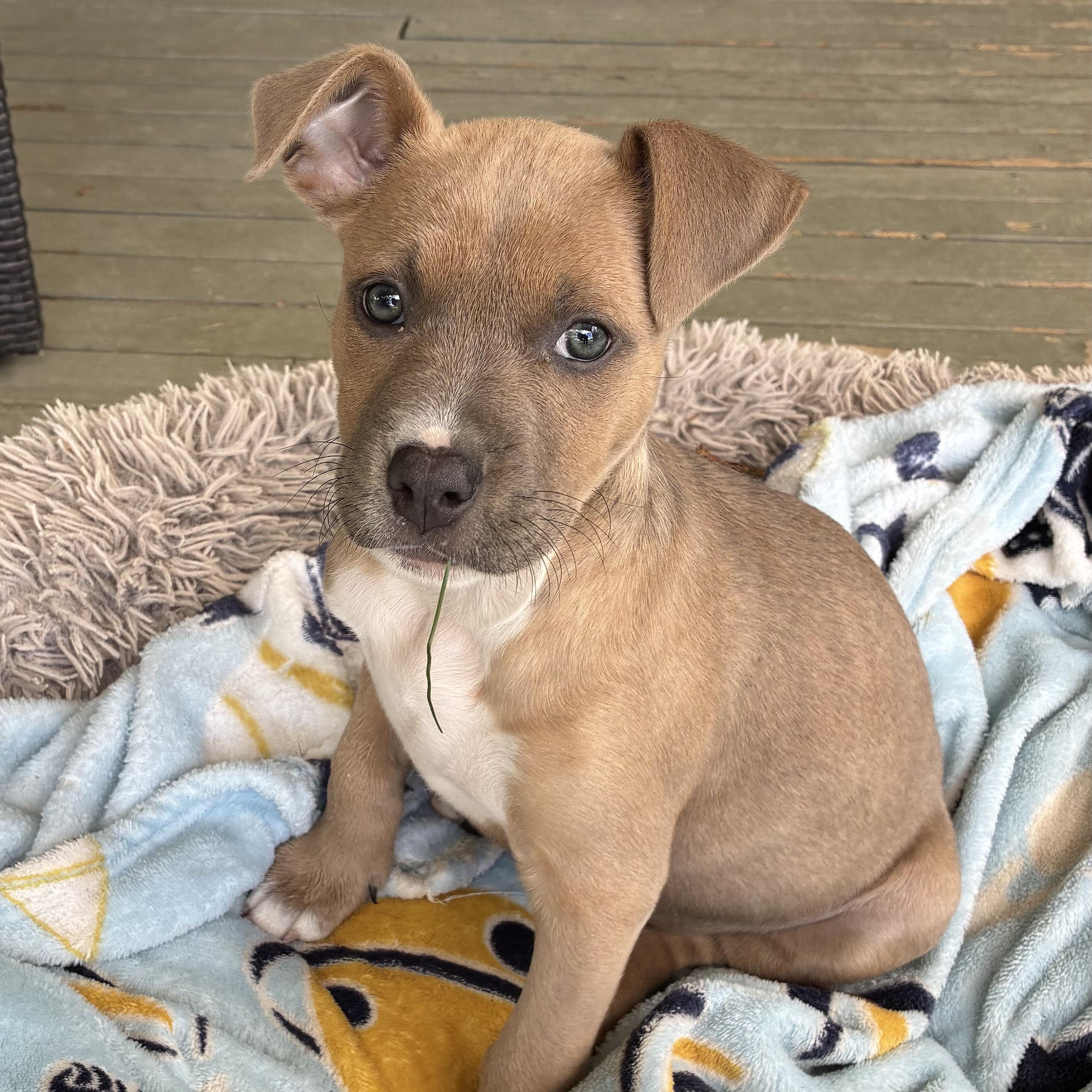 Piper, ADOPTABLE, Puppy Female Pit Bull Terrier.