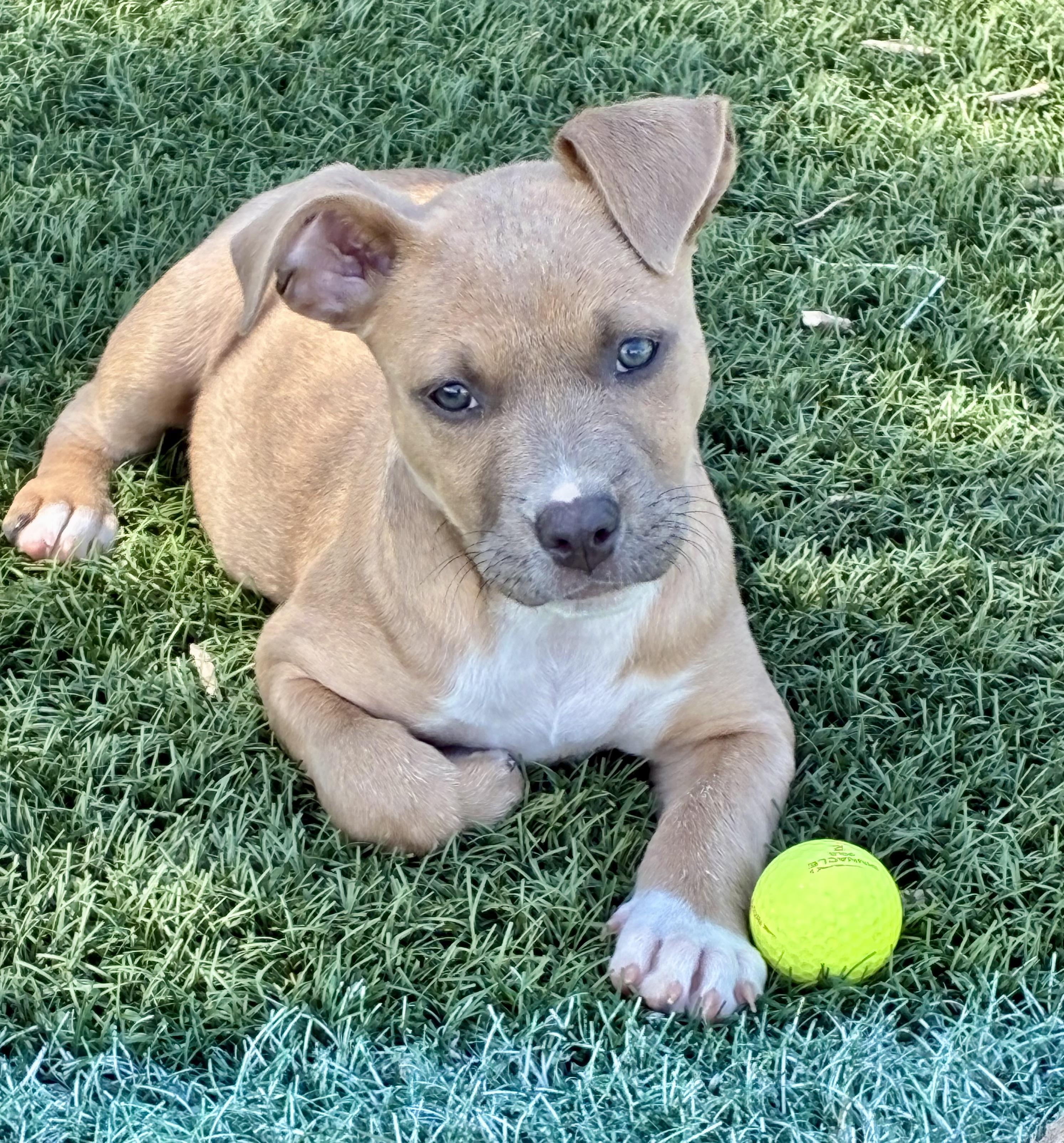 Enlarge Piper, a ADOPTABLE mixed breed in Fort Collins, CO image 2/6