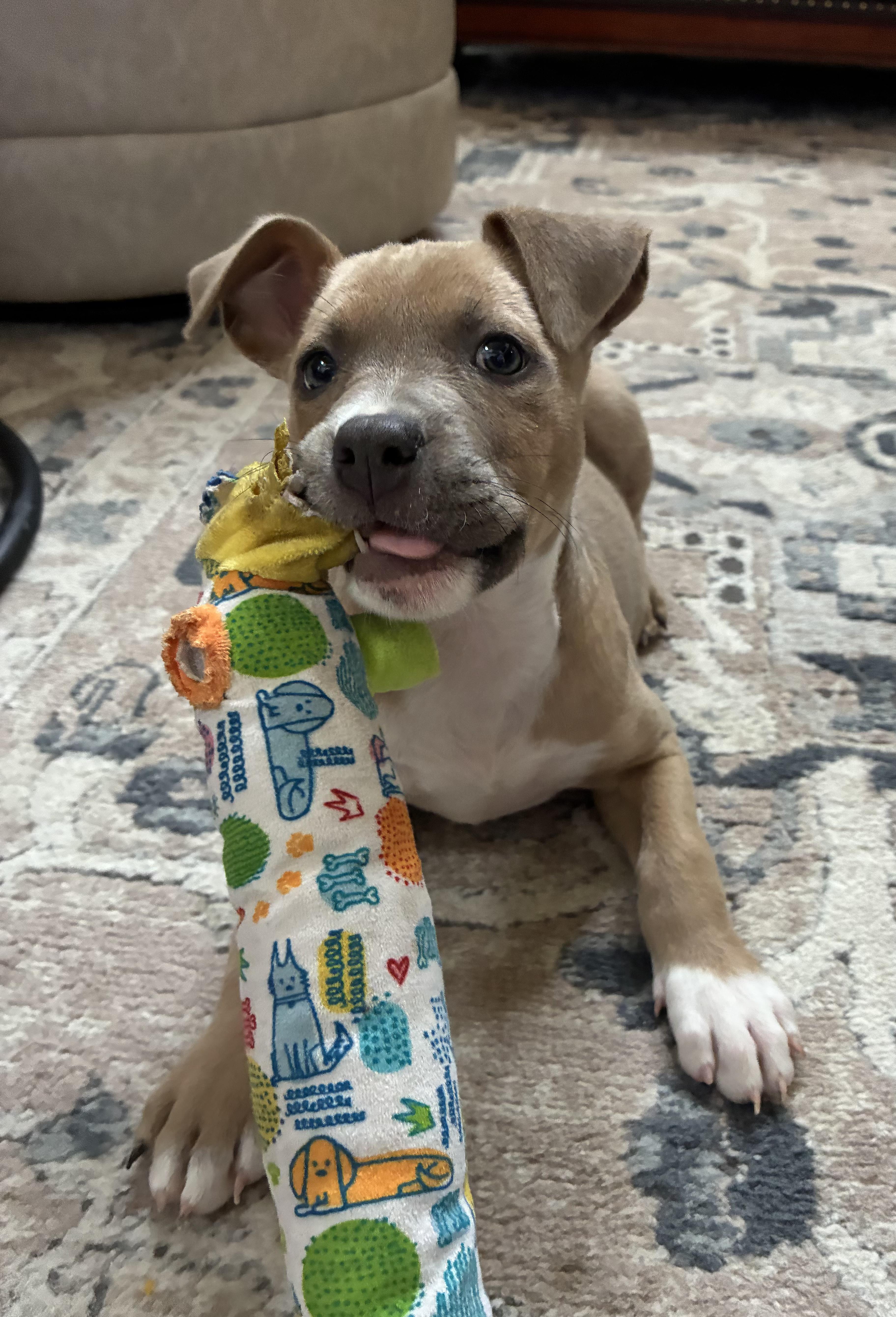 Enlarge Piper, a ADOPTABLE mixed breed in Fort Collins, CO image 3/6