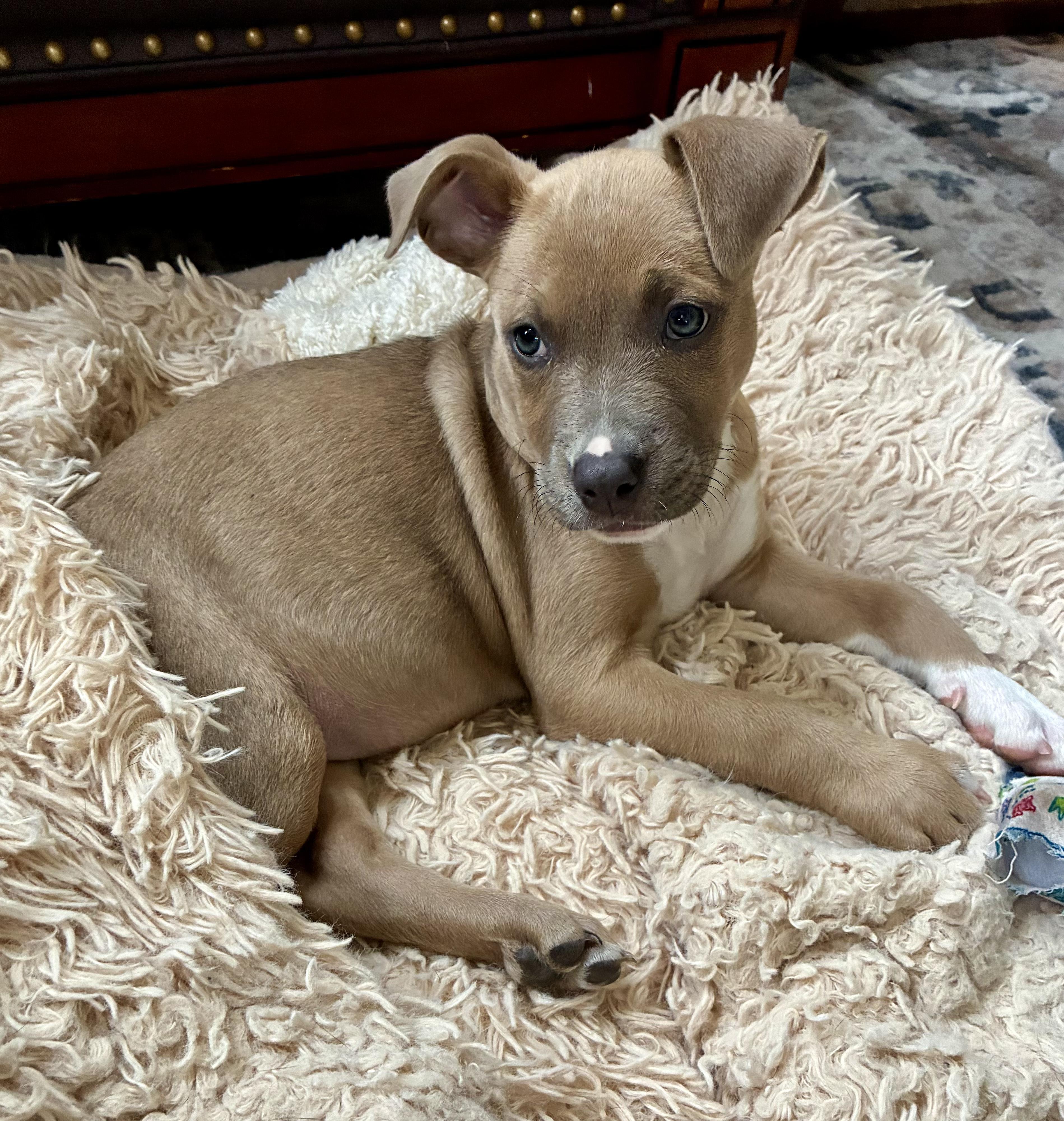 Enlarge Piper, a ADOPTABLE mixed breed in Fort Collins, CO image 5/6