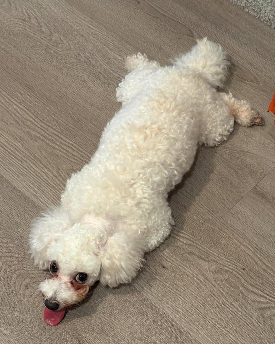 STRAWBERRY, an adopted Bichon Frise in Coquitlam, BC image 3/6