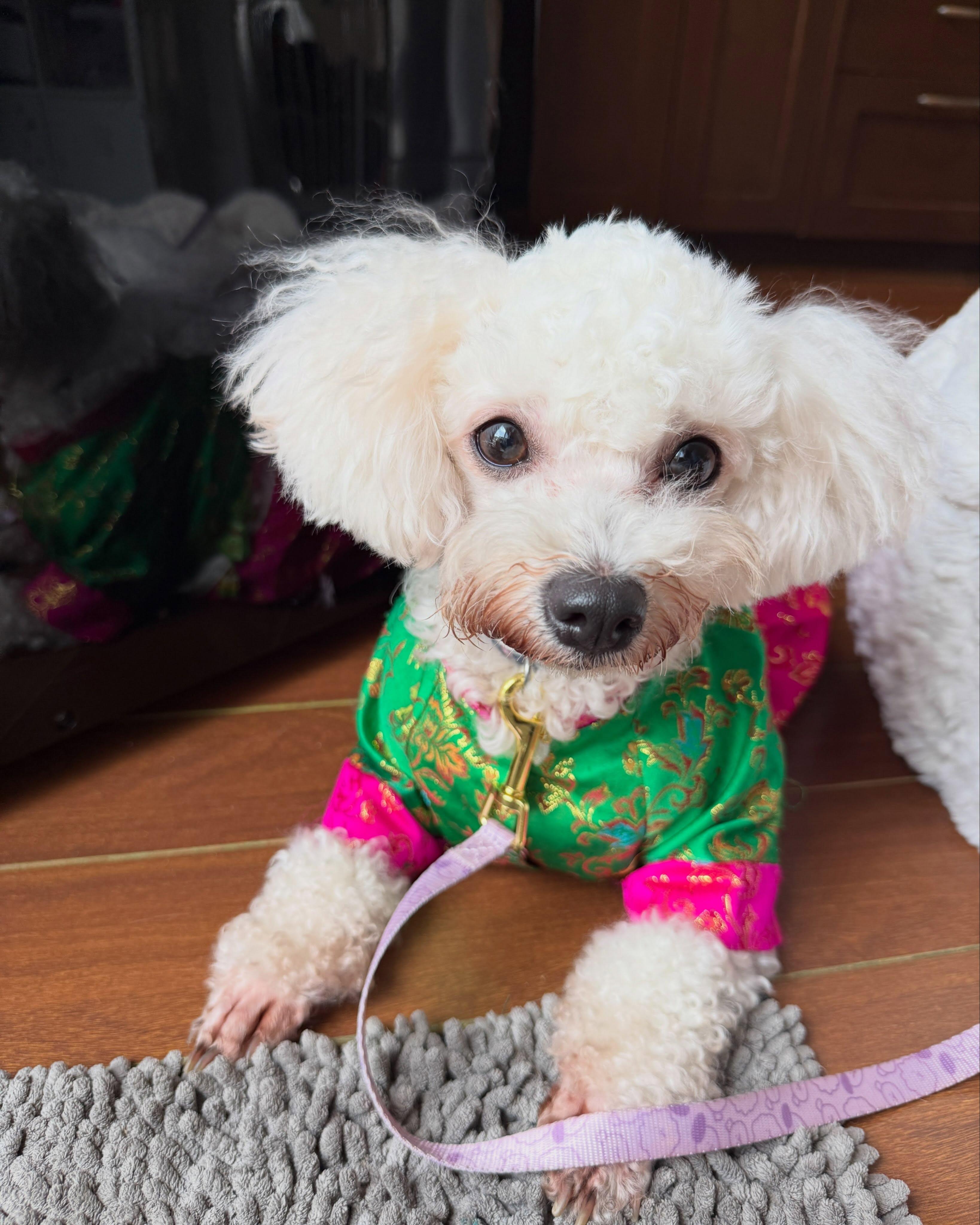 STRAWBERRY, an adopted Bichon Frise in Coquitlam, BC image 5/6
