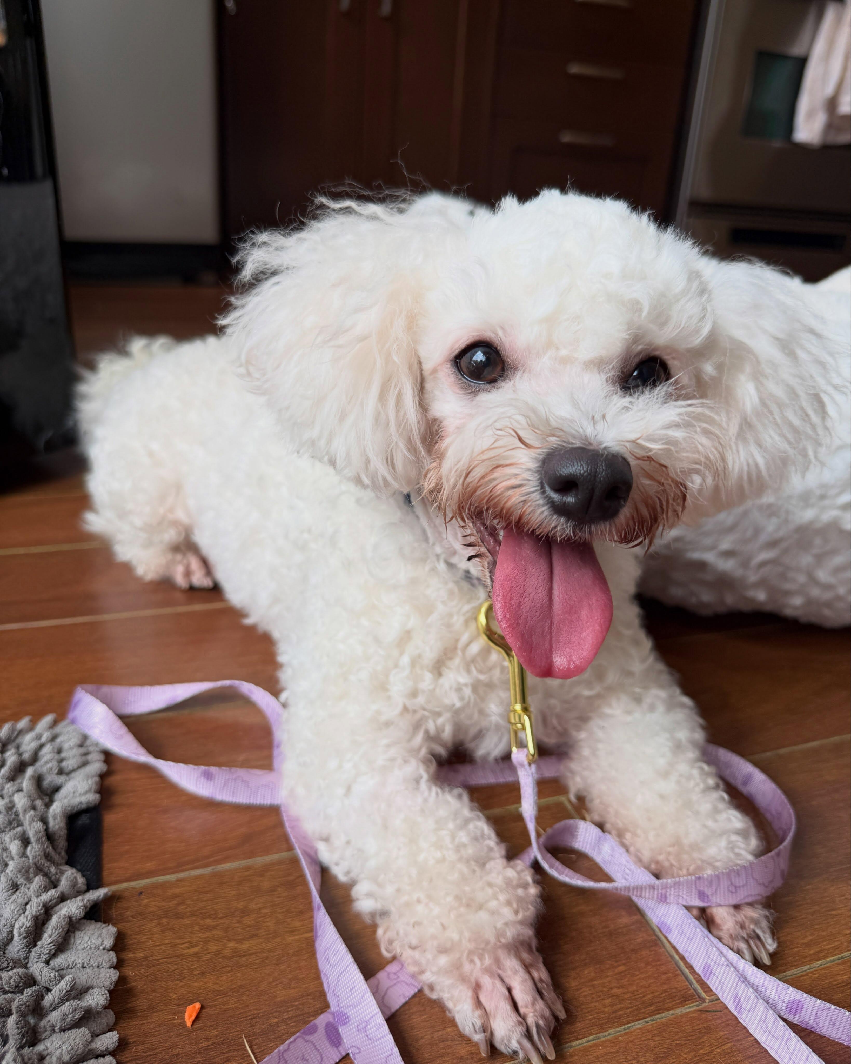 STRAWBERRY, an adopted Bichon Frise in Coquitlam, BC image 4/6