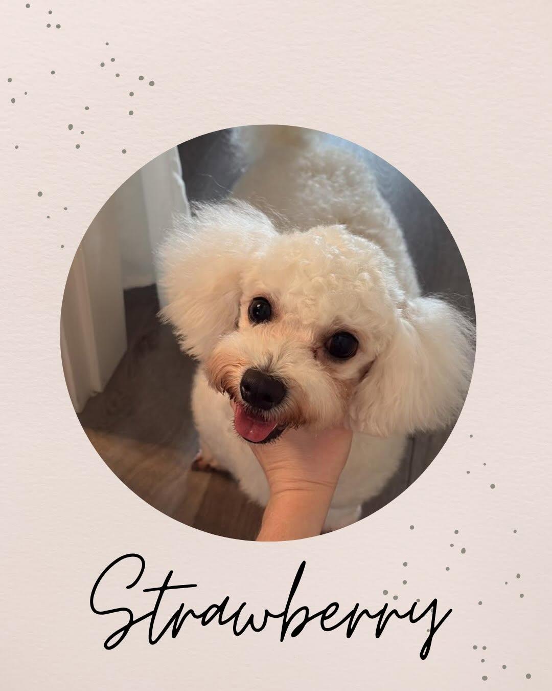 STRAWBERRY, adopted, Young Female Bichon Frise.
