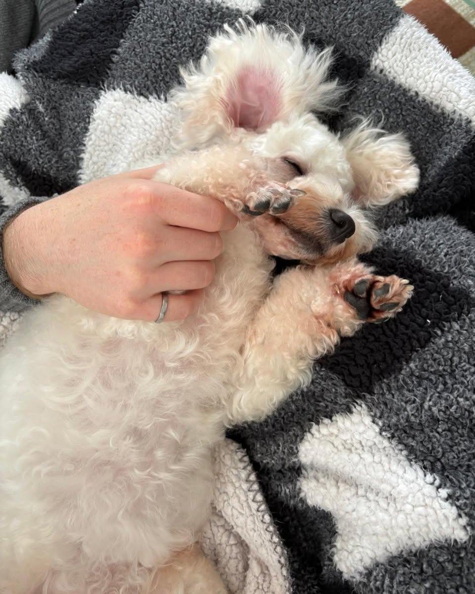STRAWBERRY, an adopted Bichon Frise in Coquitlam, BC image 2/6