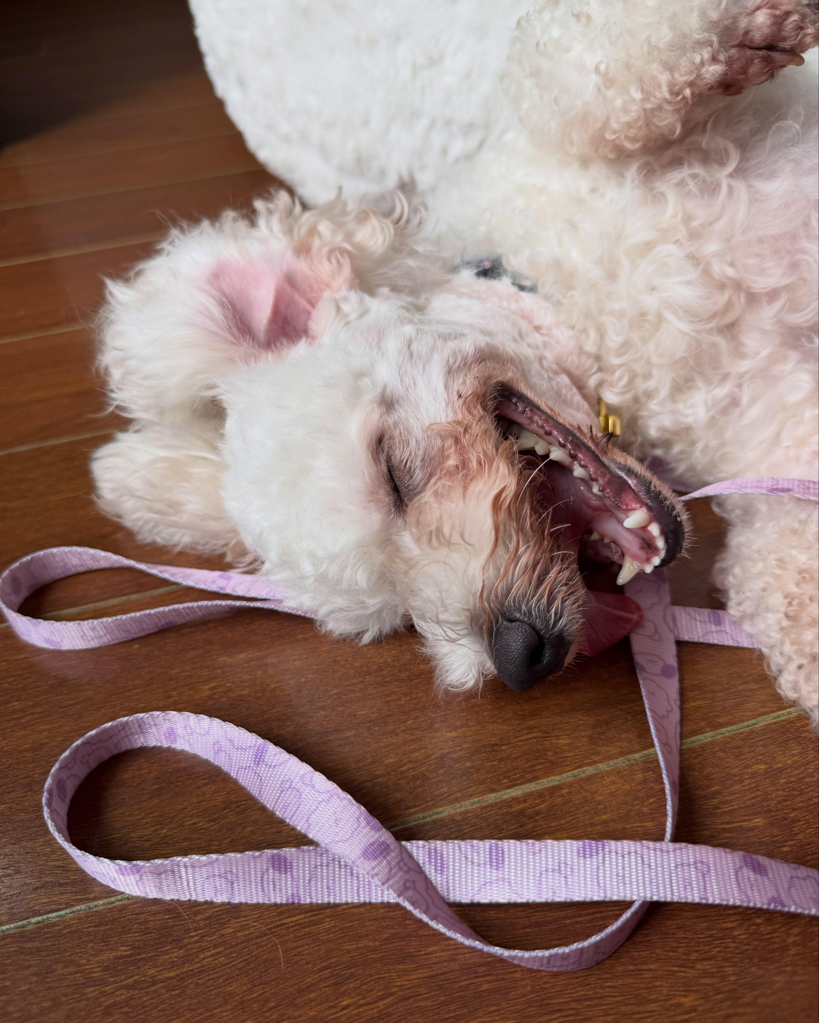 STRAWBERRY, an adopted Bichon Frise in Coquitlam, BC image 6/6