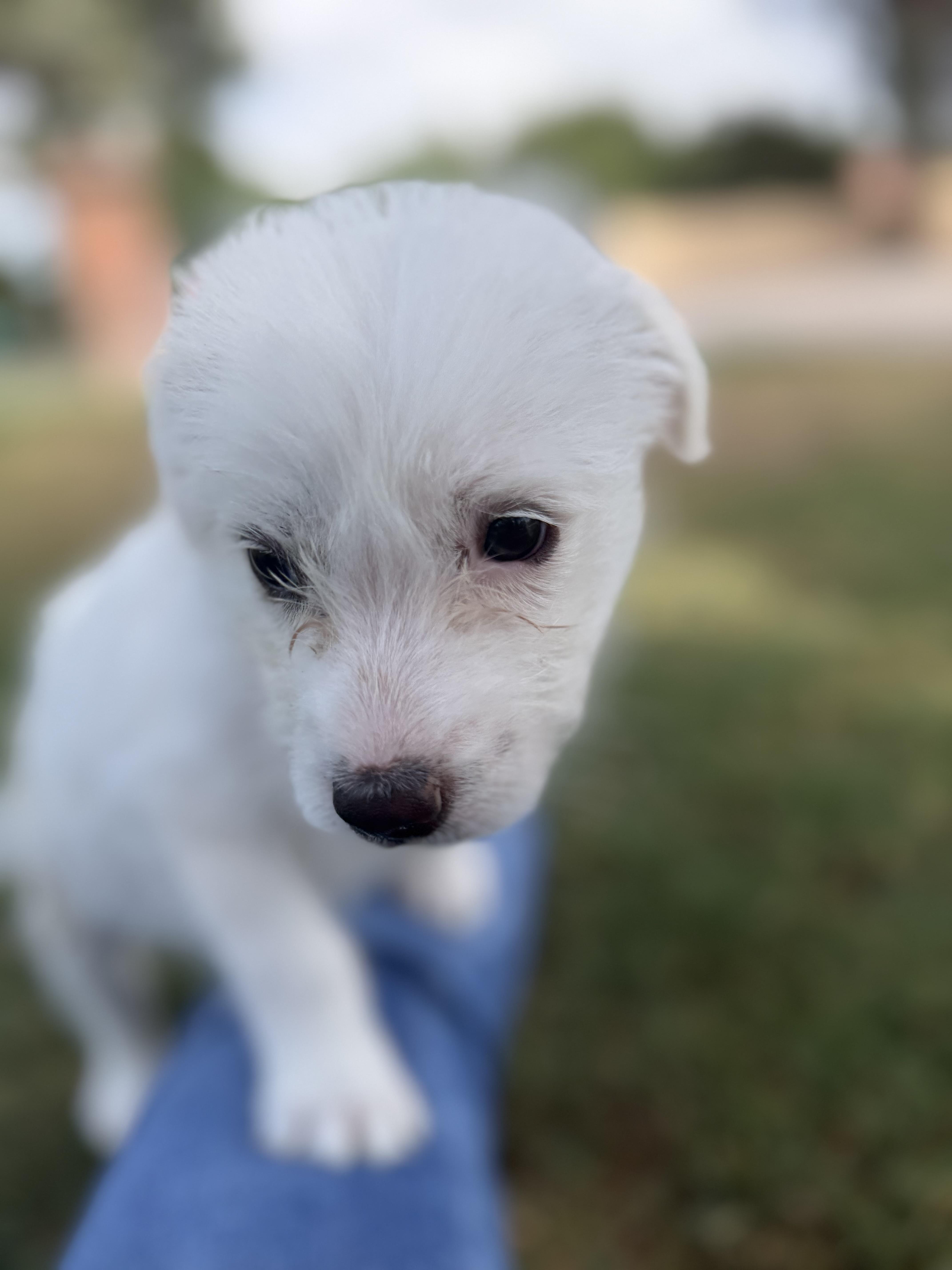 Maggie, a ADOPTABLE mixed breed in Gilbert, AZ image 6/6