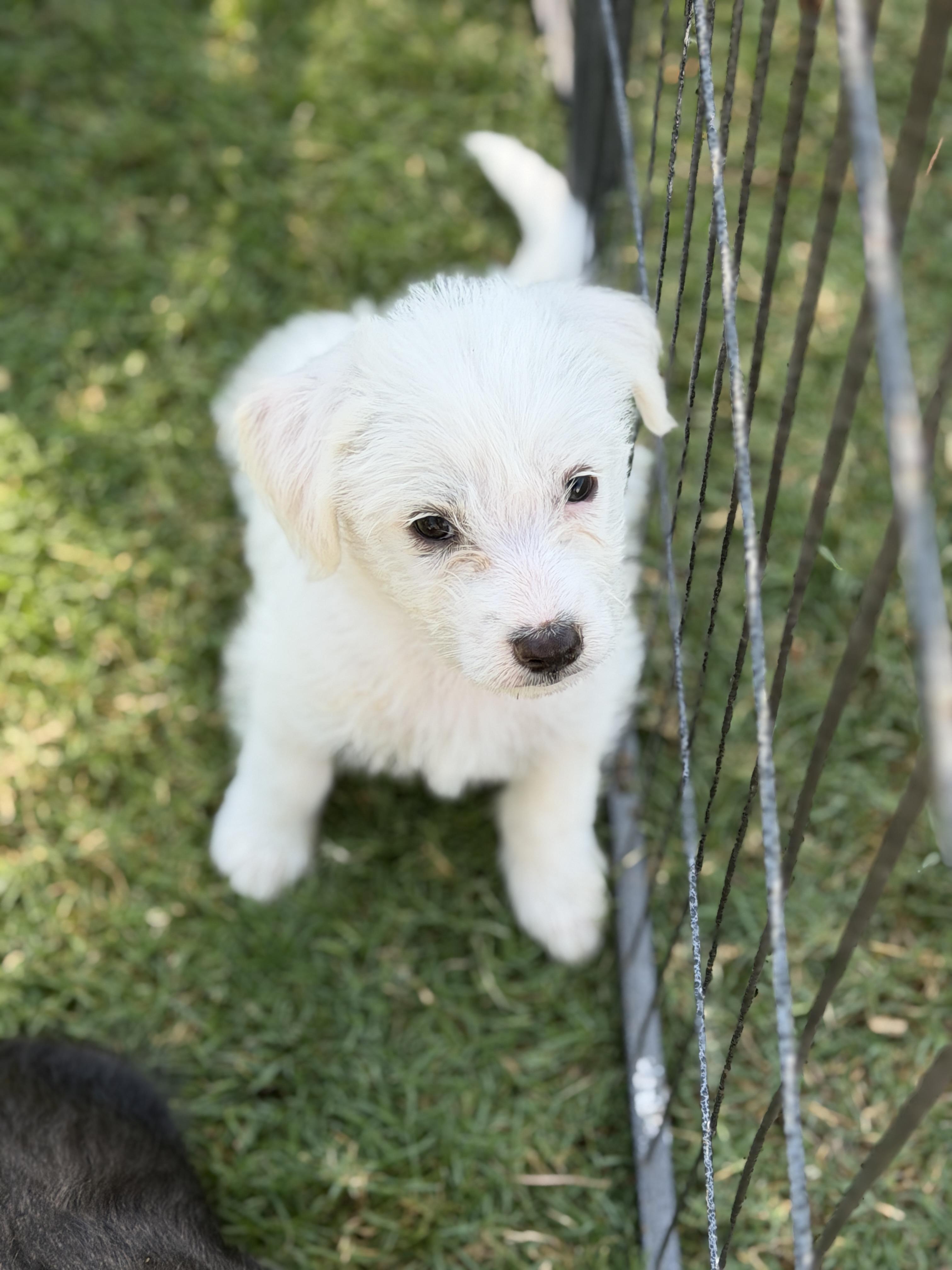 Maggie, a ADOPTABLE mixed breed in Gilbert, AZ image 2/6