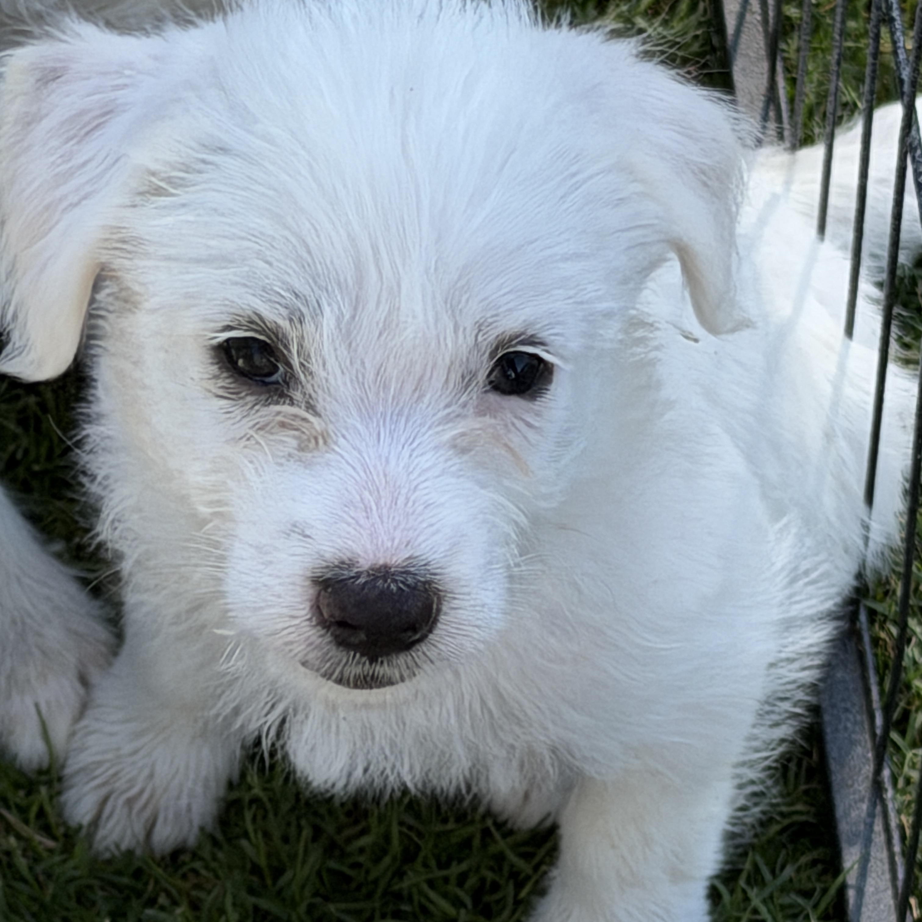 Maggie, ADOPTABLE, Puppy Female Maltipoo & Parson Russell Terrier.