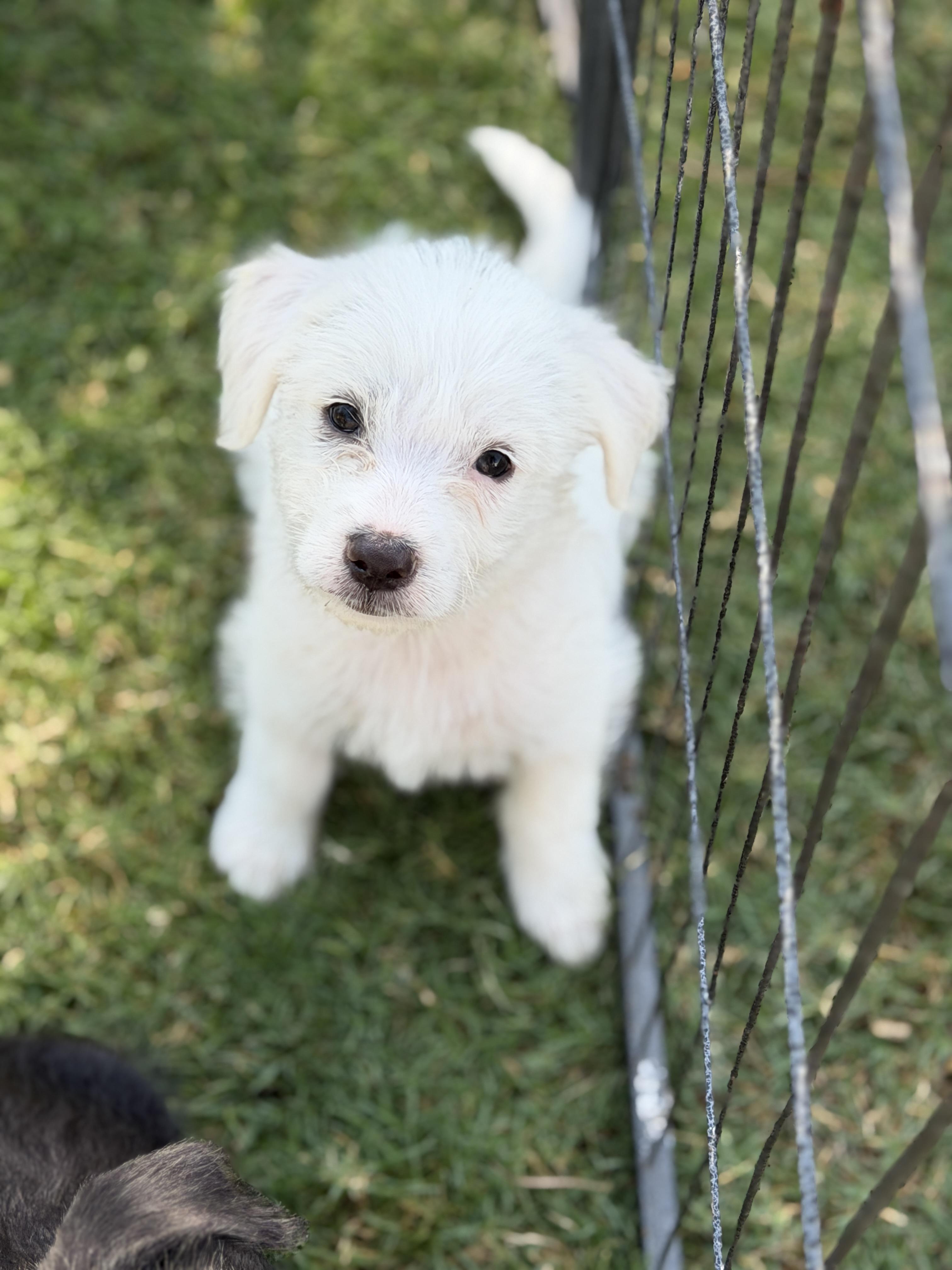 Maggie, a ADOPTABLE mixed breed in Gilbert, AZ image 3/6