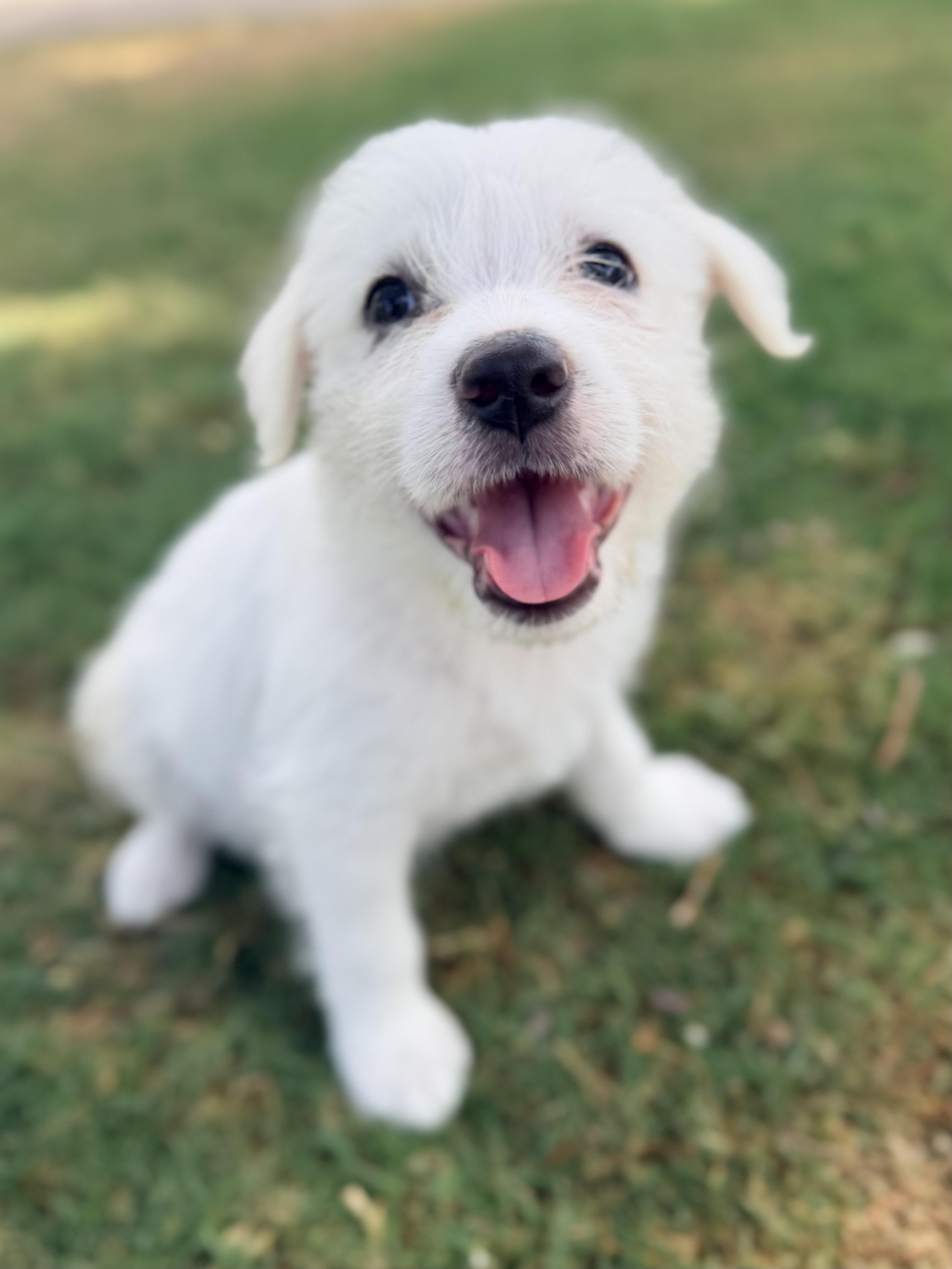 Maggie, a ADOPTABLE mixed breed in Gilbert, AZ image 5/6