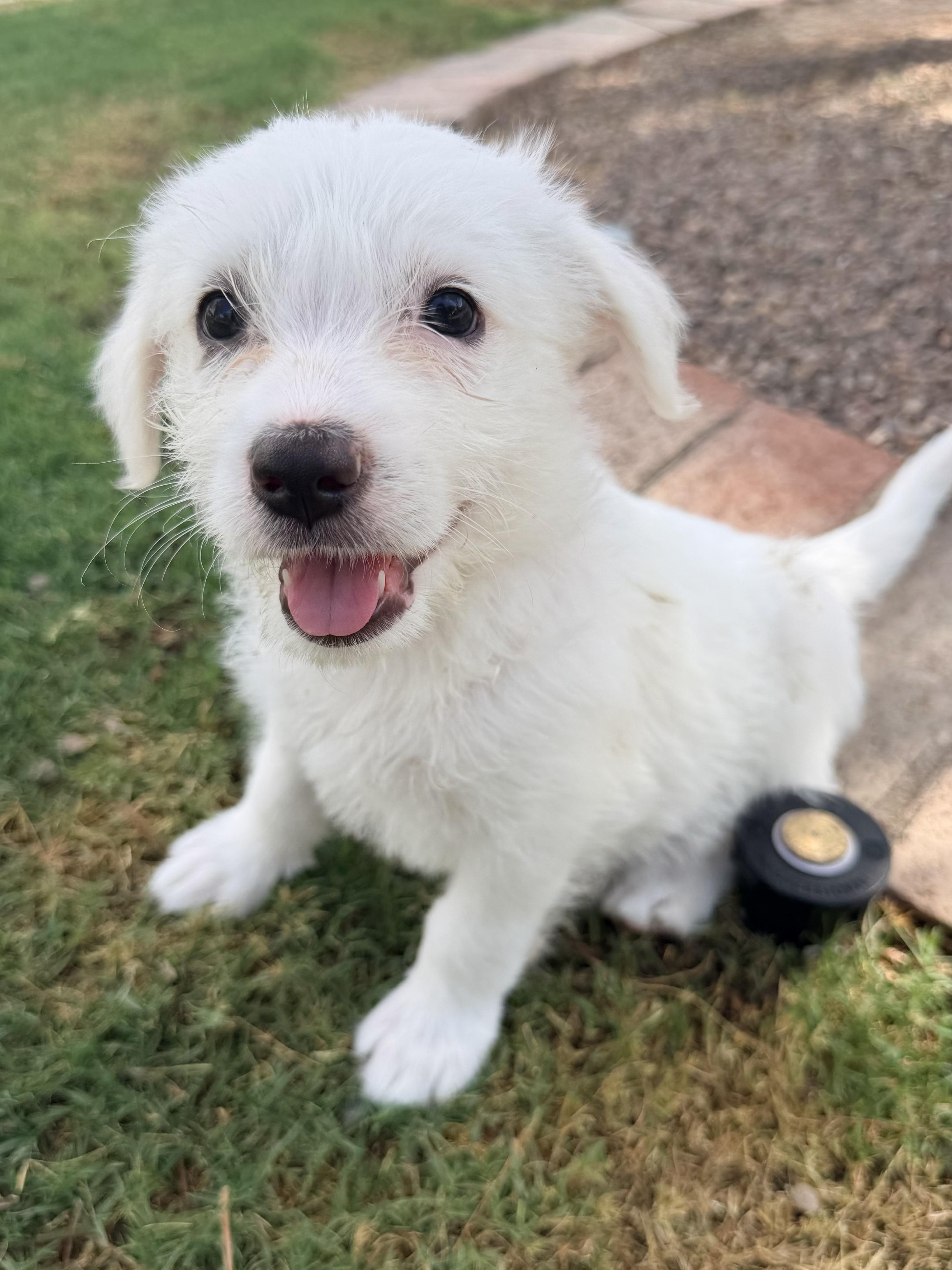 Maggie, a ADOPTABLE mixed breed in Gilbert, AZ image 4/6