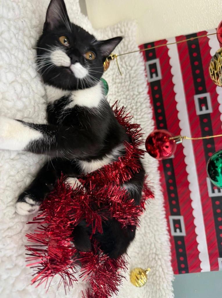 Lady Bug, Adoptable, Kitten Female Domestic Short Hair.