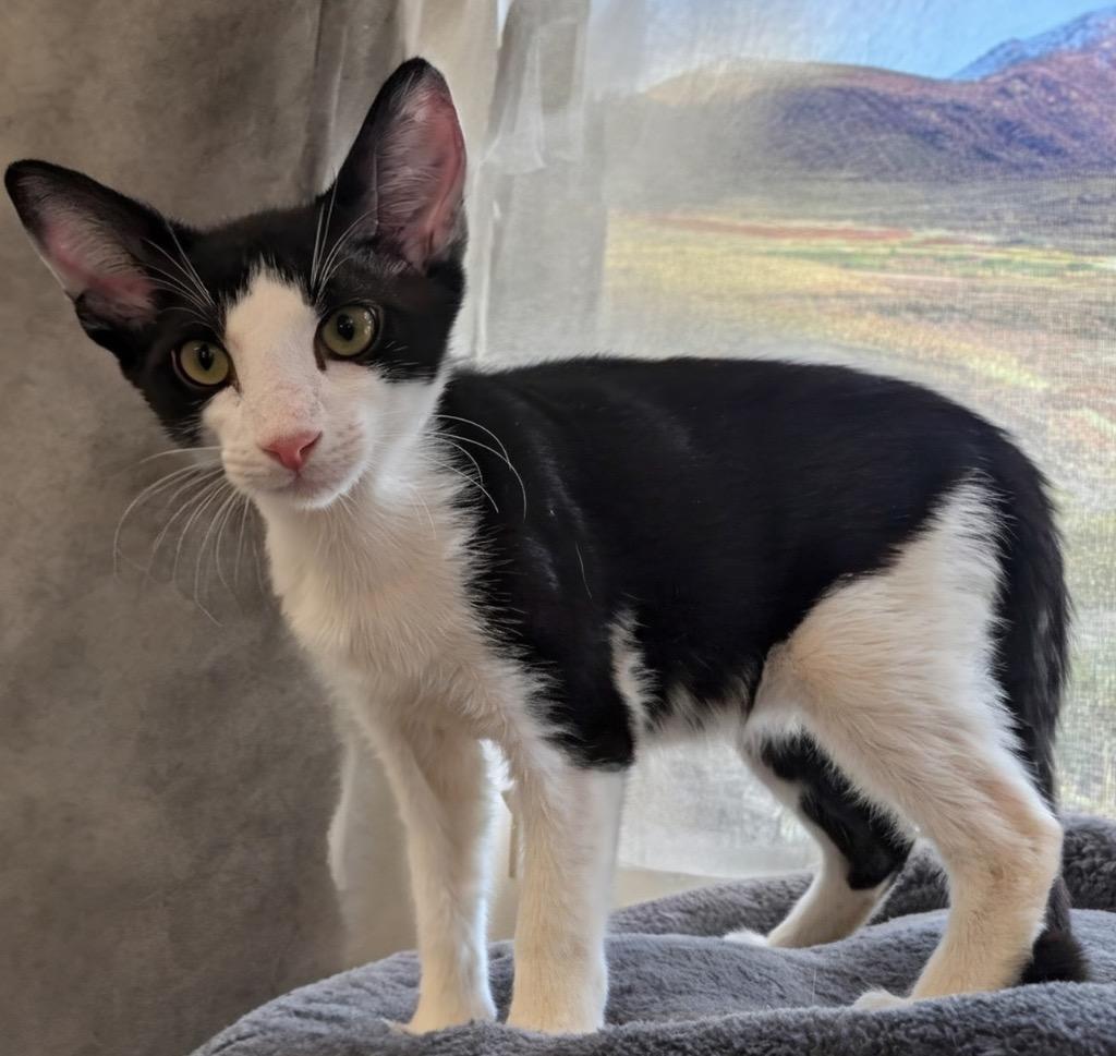 Enlarge Walter - $75 Cat Adoption Special!, a Adoptable mixed breed in Fort Myers, FL image 1/1