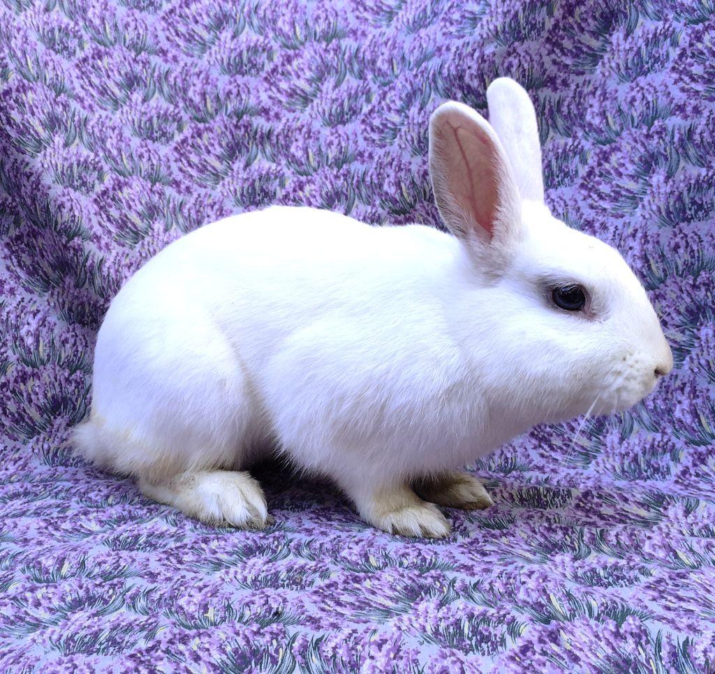 Frankie, ADOPTABLE, Adult Male Polish & Florida White.