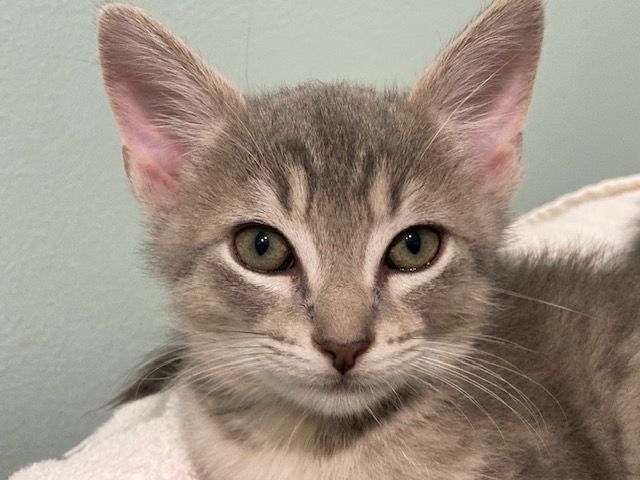 LUIGI, Adoptable, Kitten Male Domestic Short Hair.