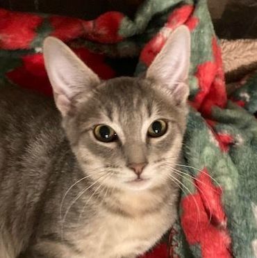 LUIGI, a Adoptable mixed breed in Watkinsville, GA image 2/6