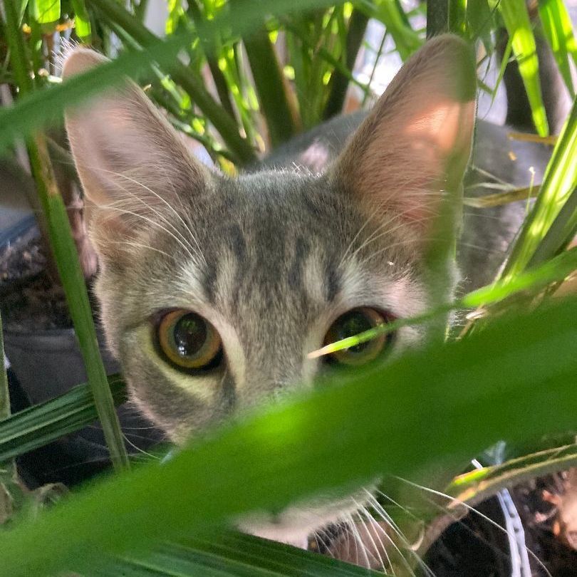 LUIGI, a Adoptable mixed breed in Watkinsville, GA image 3/6